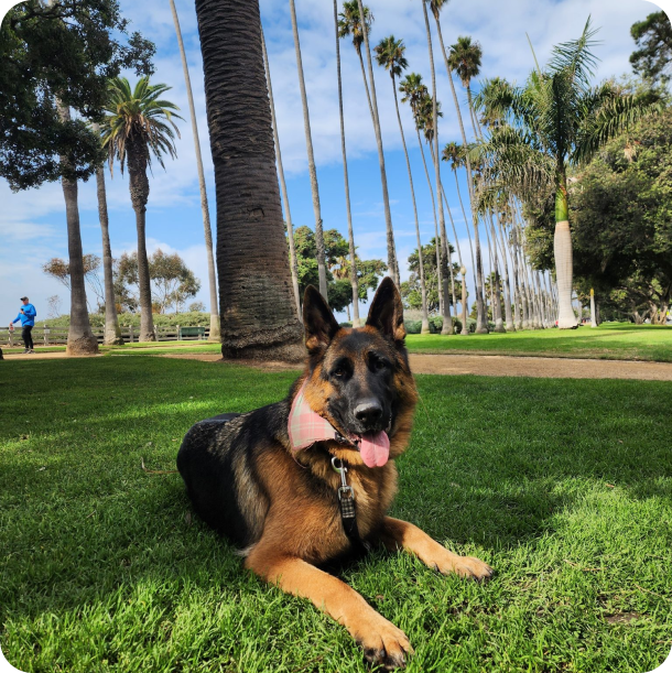 Dog